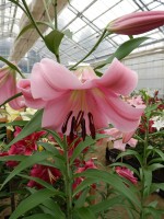 [4160 Jantine Mak No202.JPG]